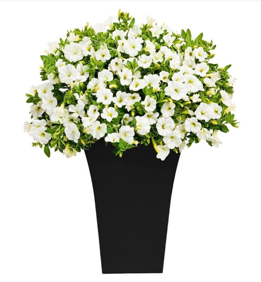 2 x Black Tall Large Plastic Contemporary Planters - Truly Yours