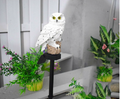 Solar Powered Owl Garden Stake Light - Truly Yours