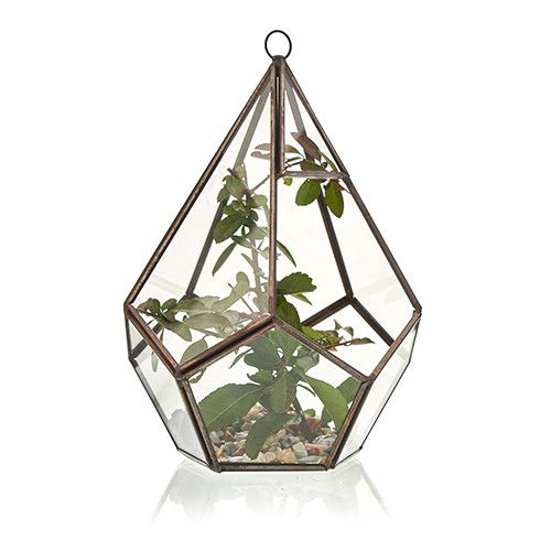 Glass Terrarium - Large Pentagon - Truly Yours