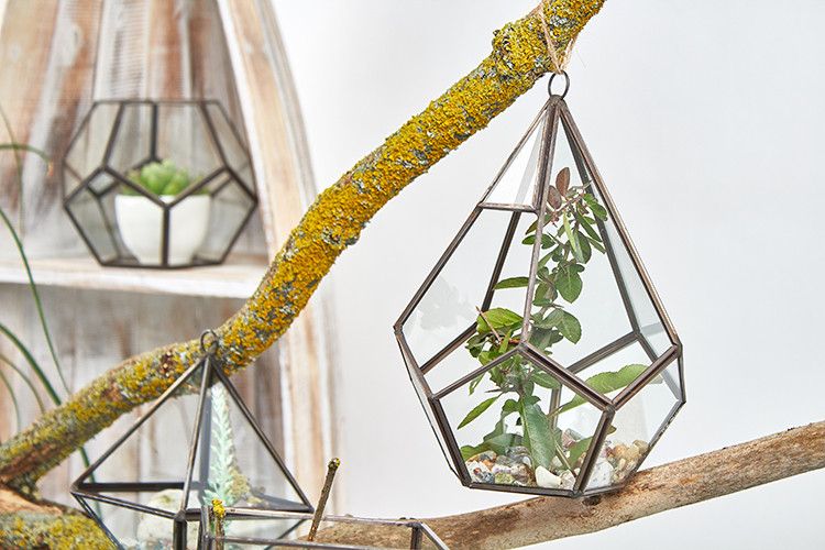 Glass Terrarium - Large Pentagon - Truly Yours
