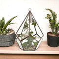 Glass Terrarium - Large Pentagon - Truly Yours