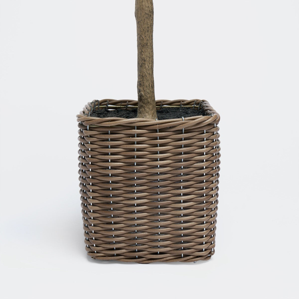 Olive Tree in Basket, Green - 110cm