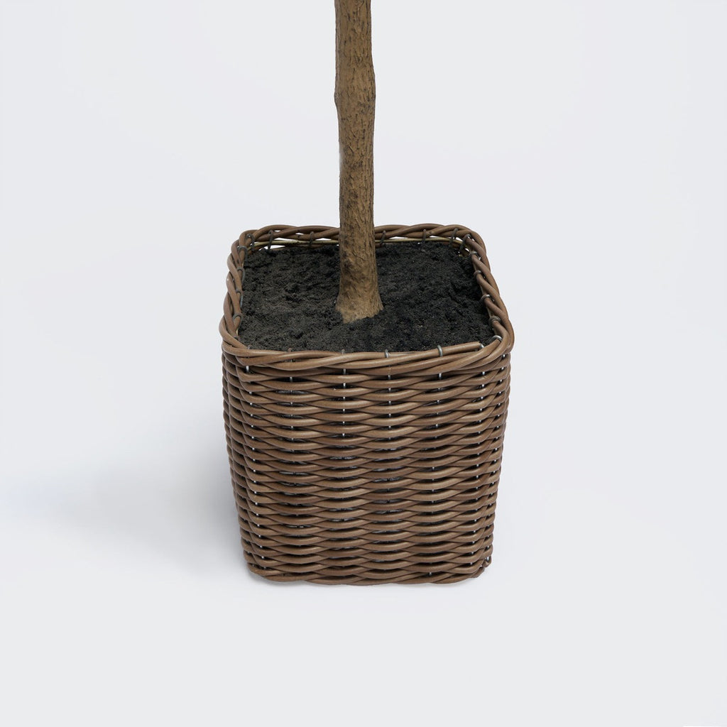 Olive Tree in Basket, Green - 110cm