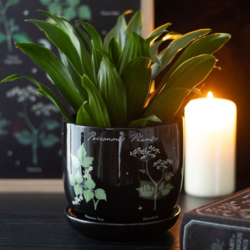 Poisonous Plants Plant Pot Plant Pots